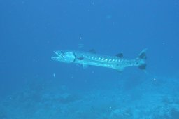 20011011_2_Shaab_Sharm_0026